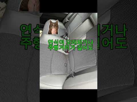 깡통 옵션 쏘나타도 괜찮을까? 중고차 수출 시세와 해외 시장